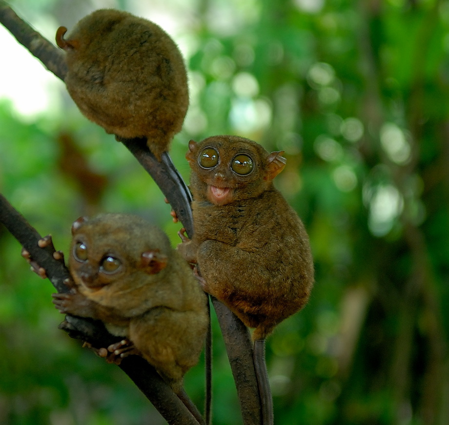Три полусонных комка tarsier,бохольский долгопят