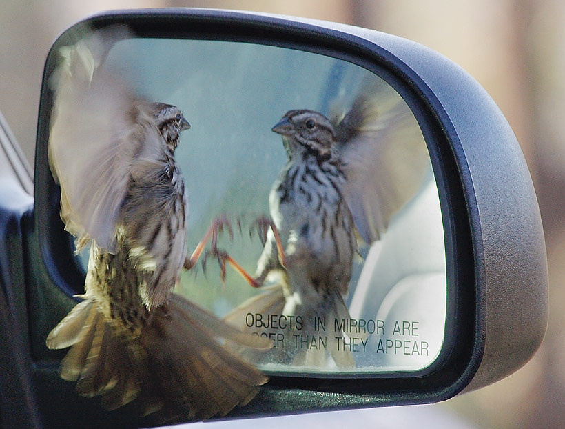 how do those objects in mirror actually appear?.. 