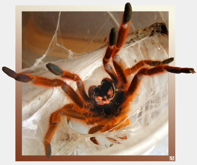 Pterinohilus sp. Usambarorange  в нападении (Арахнологическая серия) Пасть паука