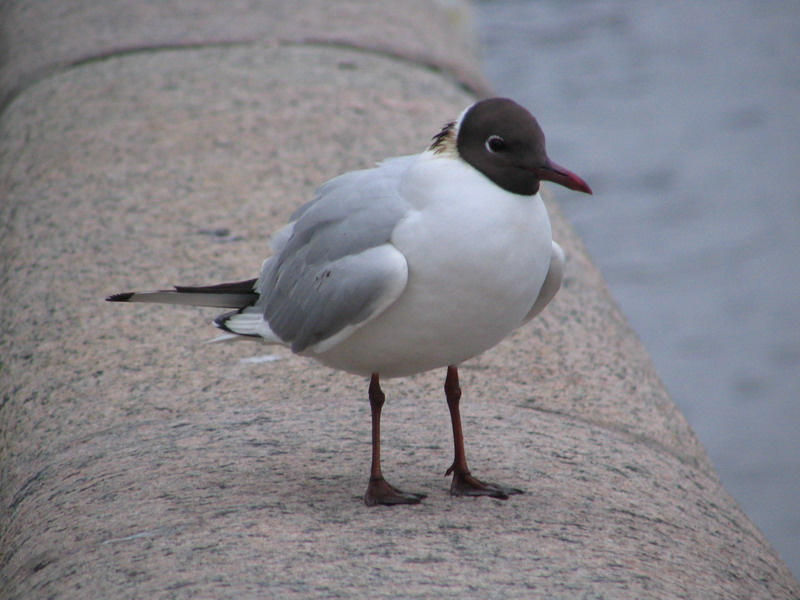 Чайка Озерная чайка Larus ridibundus
