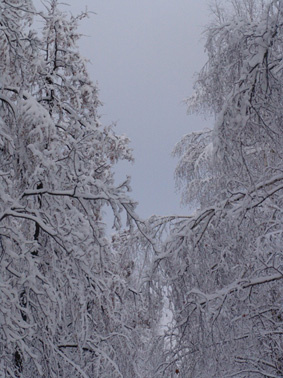 зимнее утро зима природа снег деревья