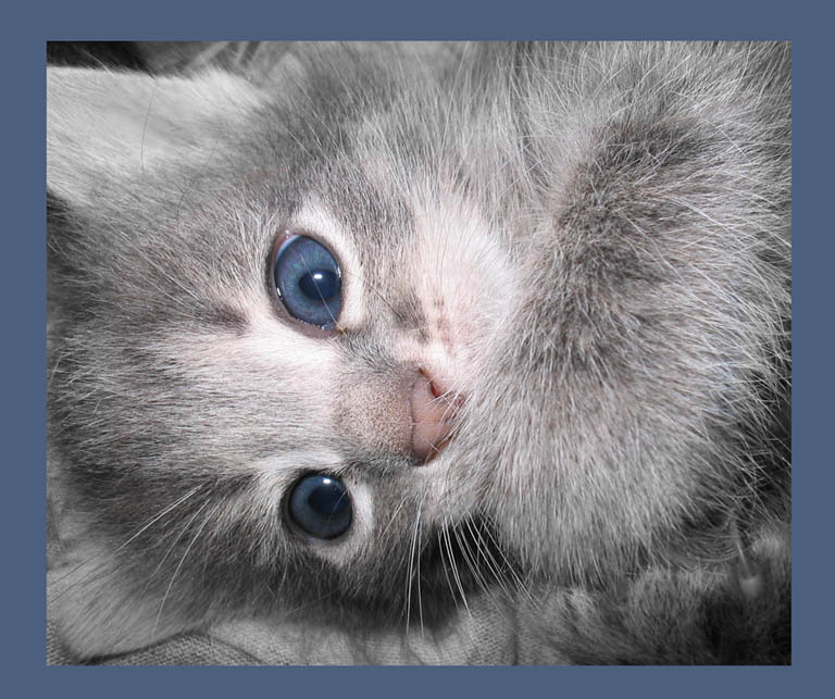 Лапуля котенок