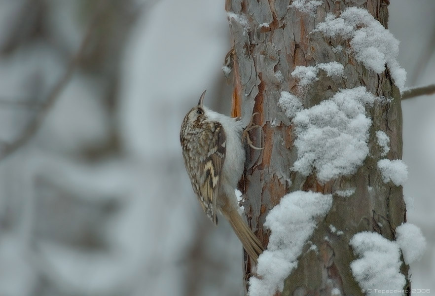 Опять зима птица пищуха certhia familiaris природа
