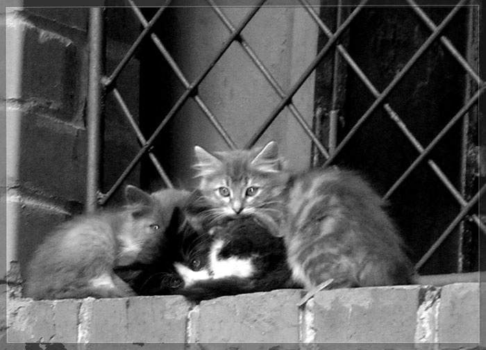 *** котята