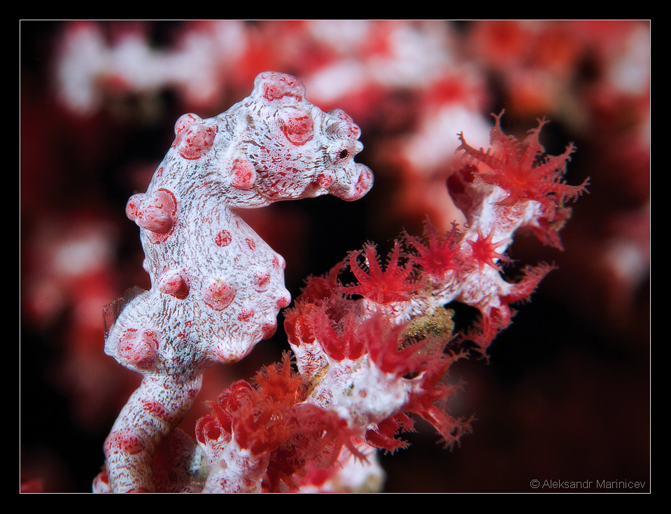 Из жизни Пигмеев # Праздник Пигмей морской конёк pigmy horse макро macro 