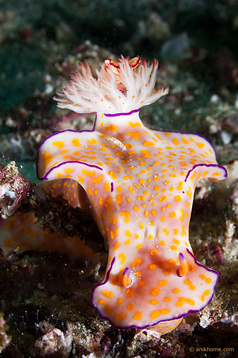 Черте чё и сзади бантик Оманский Залив, Мусандам, Octopus rock Нуди