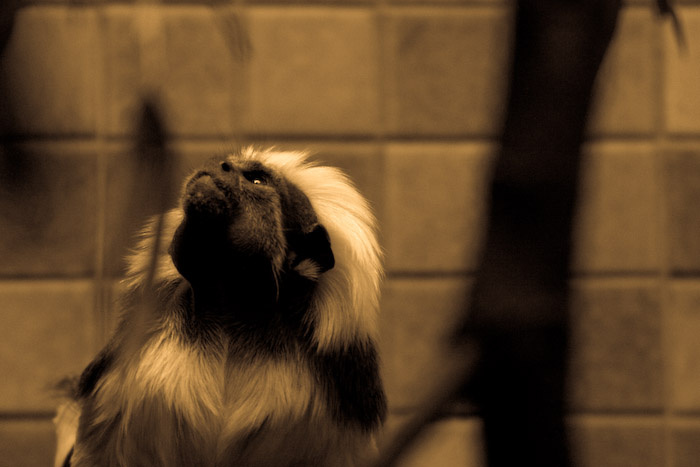 Saguinus oedipus » жизнь в неволе I длиннохвостая обезьяна Saguinus oedipus Tamarin зоопарк Берлин портрет