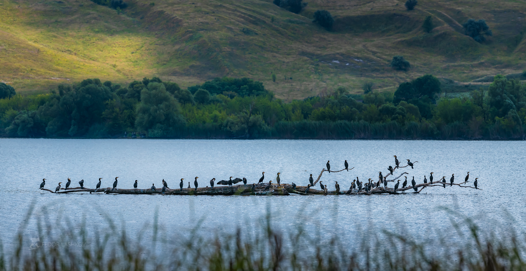 Бакланы на отдыхе Белгородская область лето пруд водоём вода птицы баклан дерево коряга