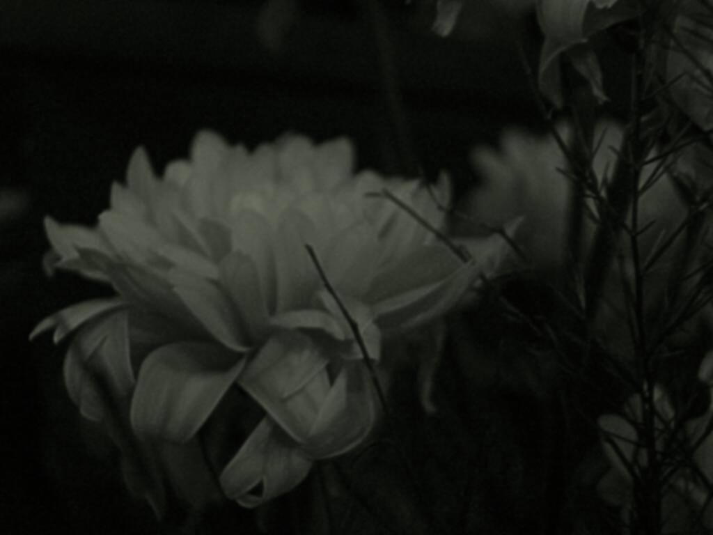 The dark sight Dark, Flower