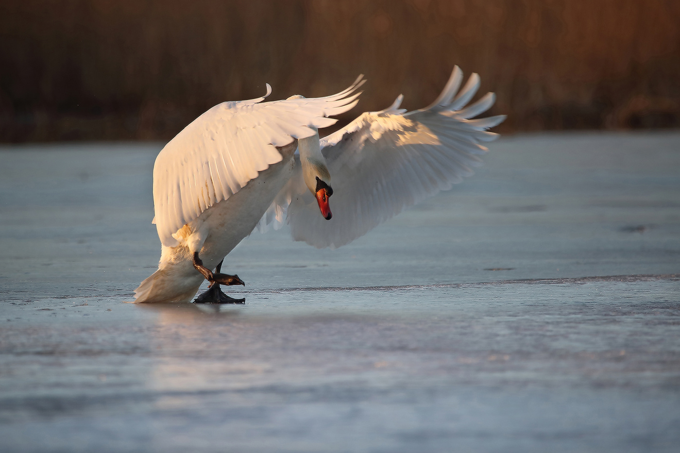 дирижер без оркестра лебедь-шипун mute swan дирижер