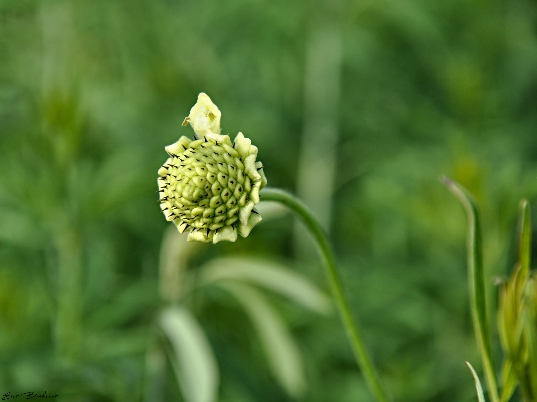 Причуда природы 
