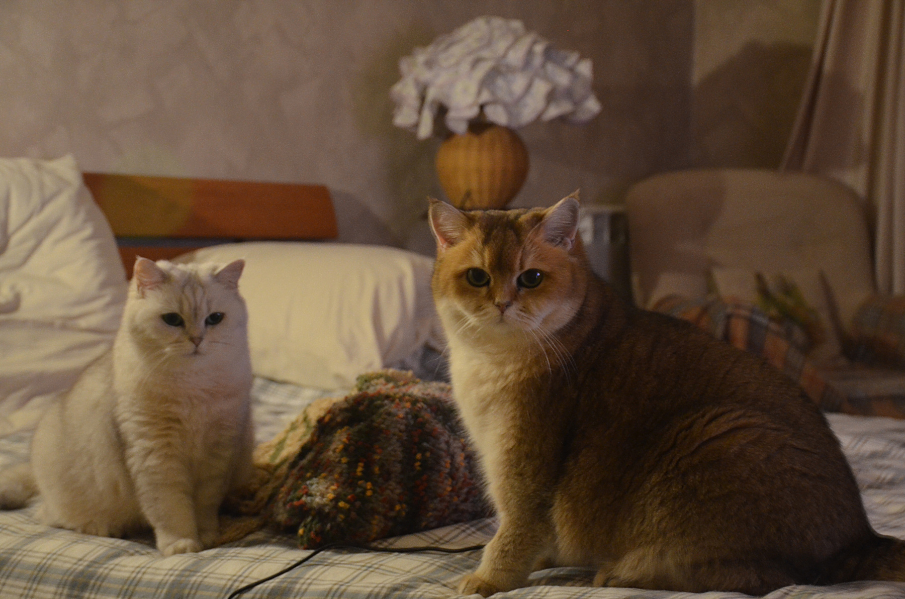 *** Кошки