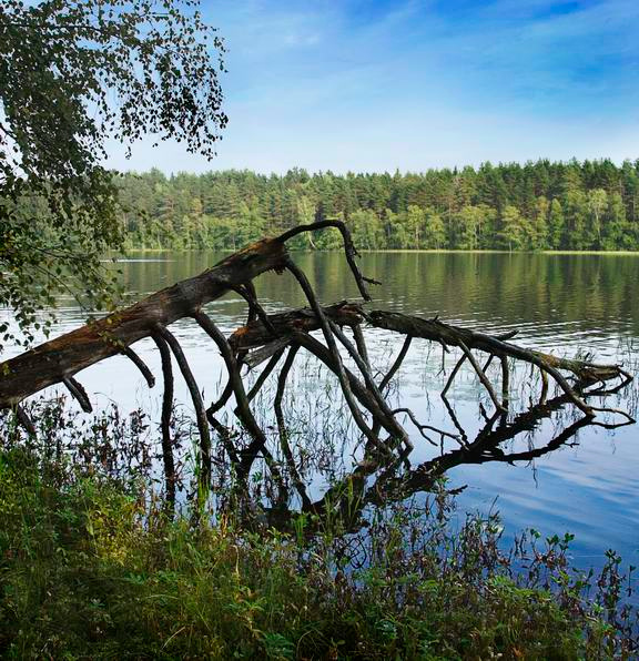 Богомолы. озеро сосны лето