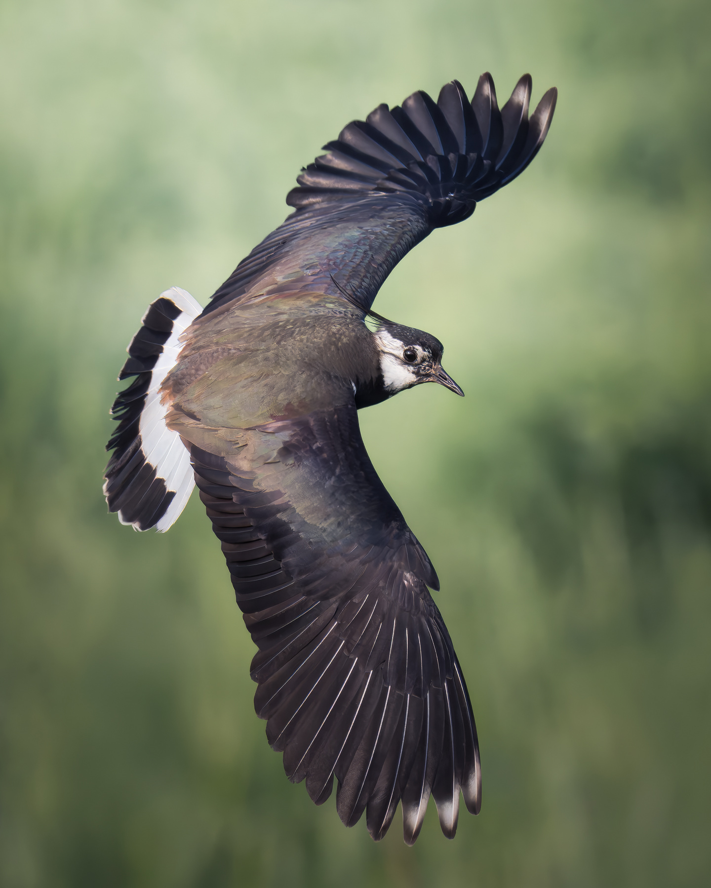 Чибис (Vanellus vanellus) 