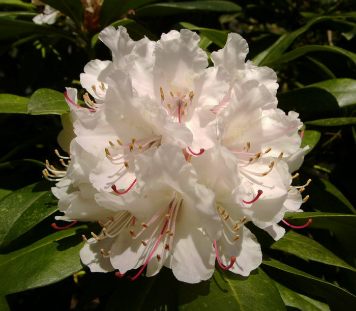 Rhododendron 