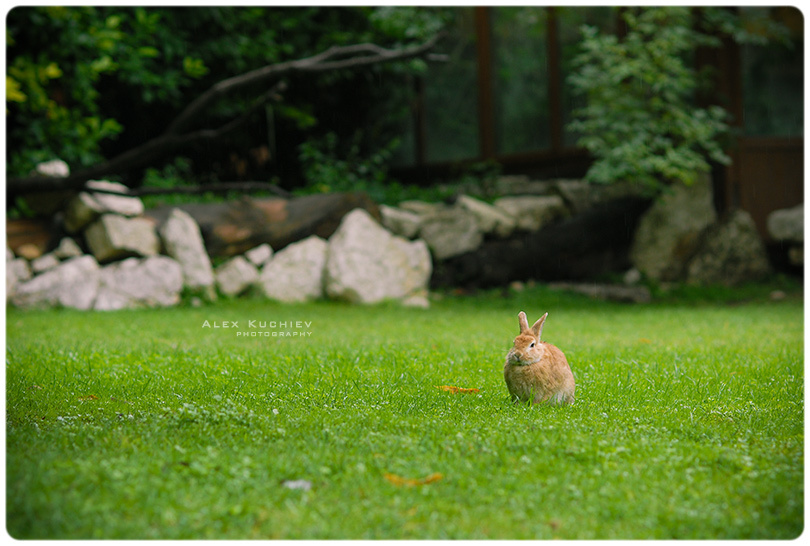 Kroll кролик заяц италия кучиев александр фото животные зеленая трава tierchen penquanta kuchiev aleksandr