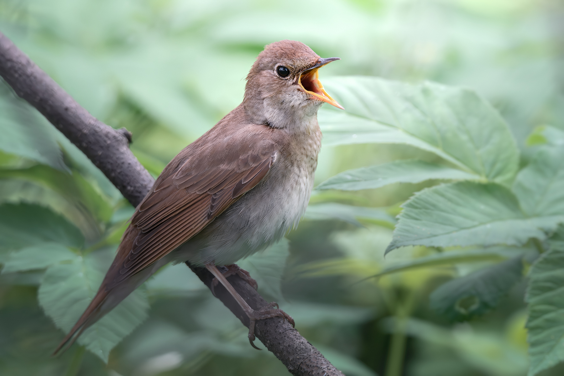 Обыкновенный соловей (Luscinia luscinia) 
