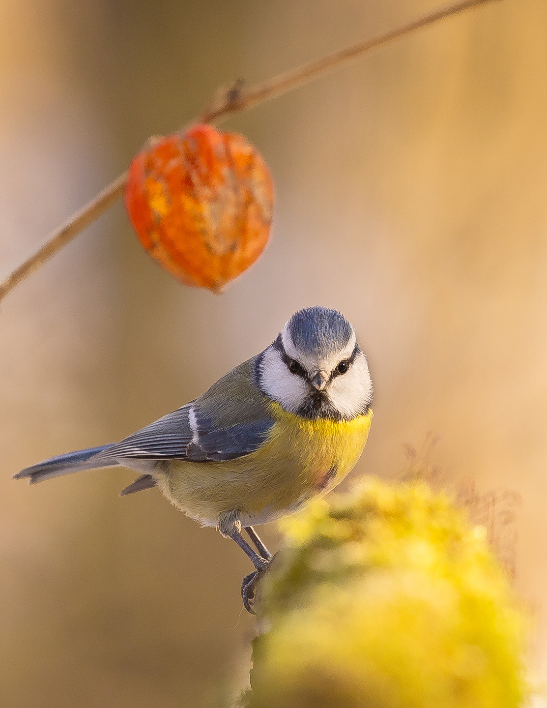 Titmouse 