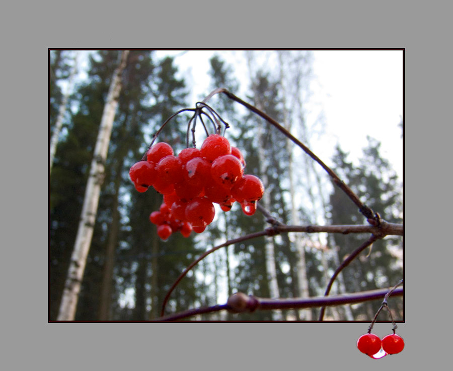 Осторожно не шевельни гроздь :-))) калина ягода роса