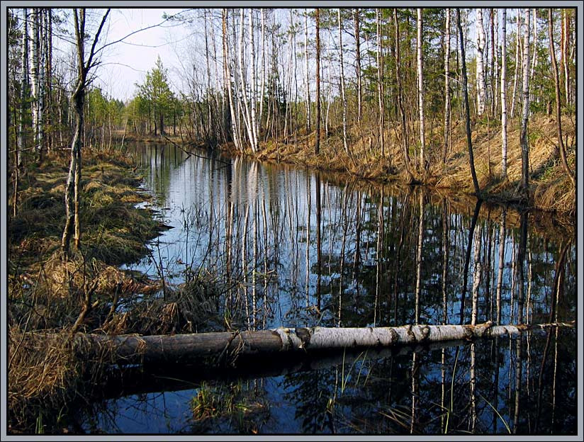 Прозрачность ранней весны! вода отражение березы
