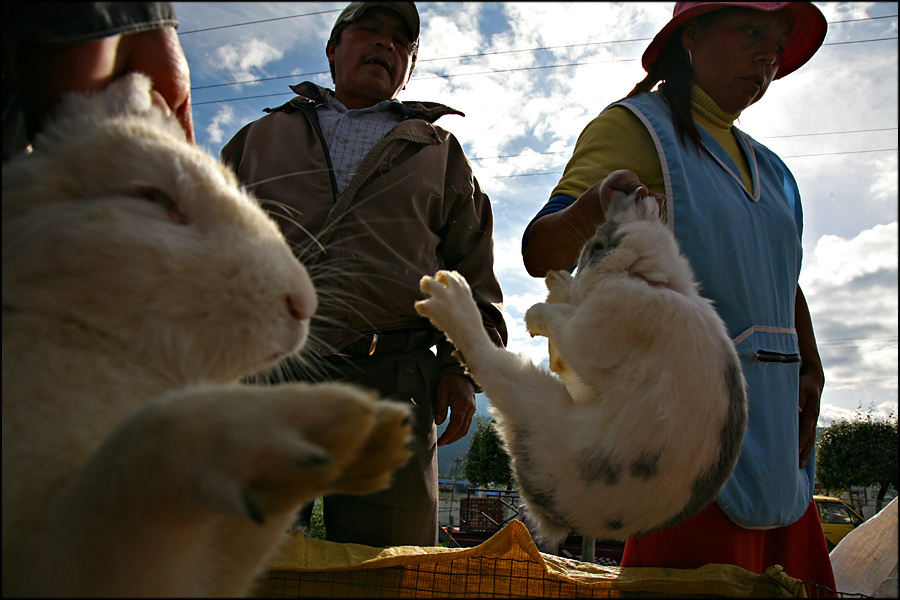 Los conejos (Otavalo) Ecuador