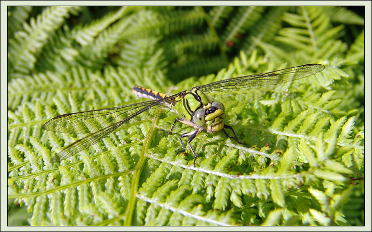 Ophiogompus serpentinus Стрекоза Ophiogompus serpentinus