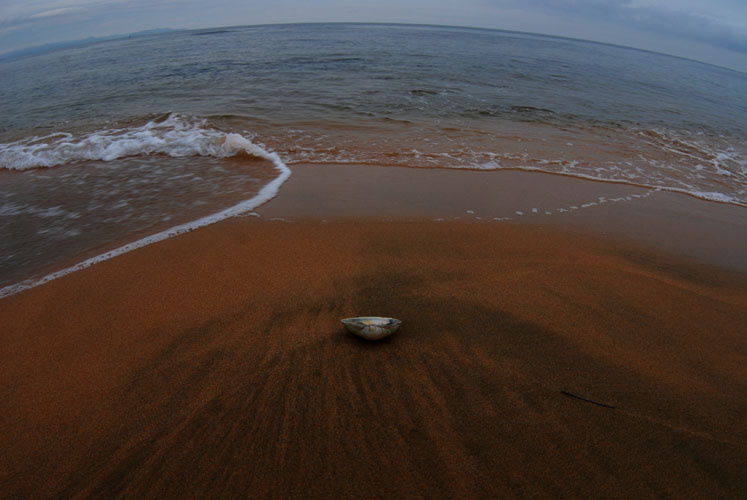 у моря... море. раковина, волна