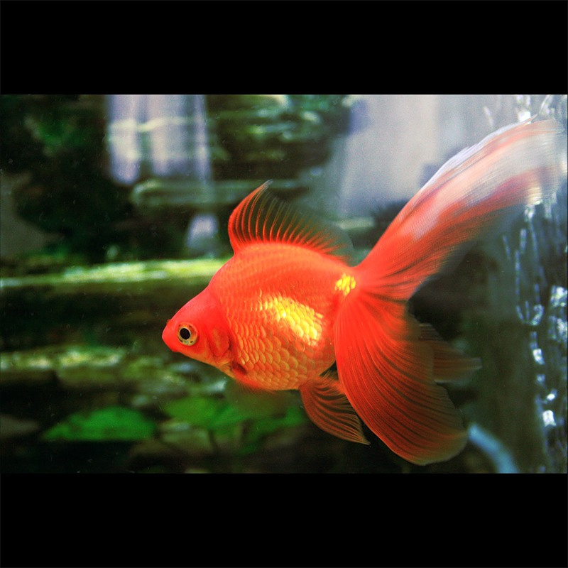 Золотко золотая, рыба, рыбка, золотко, аквариум, Jebo R362, goldfish, aquarium, красный, оранжевый, желтый, вода, подводный мир
