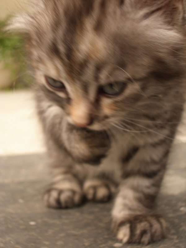 Котёна 