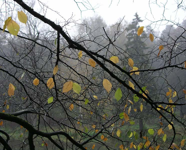 Осенние зарисовки Осень