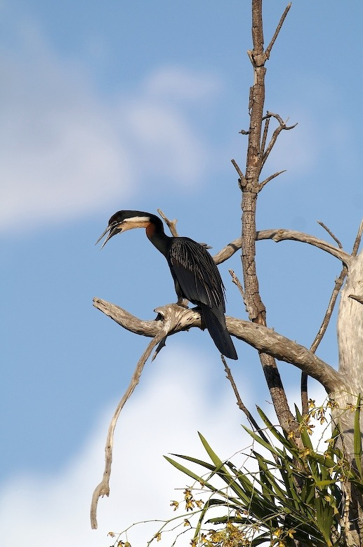 сторож Mozambique