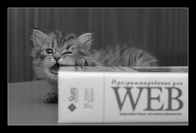 Грррызем основы WEB WEB котенок