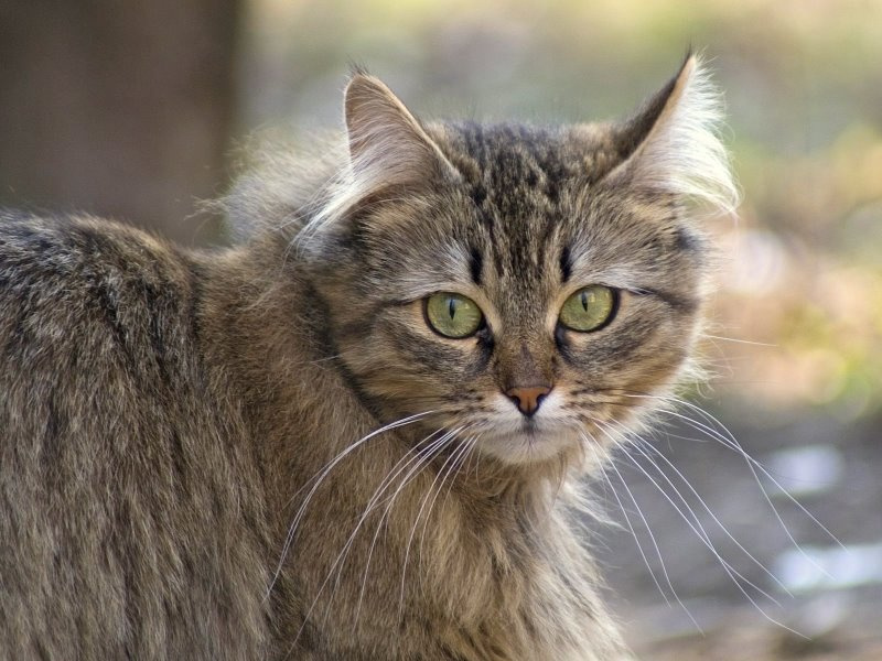 Скромница кошка, кот, глаза, скромница