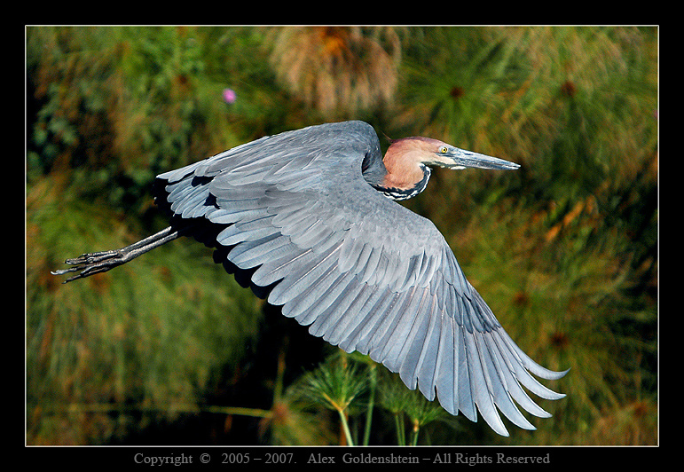 Цапля голиаф (Goliath Heron, Ardea goliath) Африка, Кения, озеро-Найваша Цапля-голиаф Goliath-Heron, Ardea-goliath