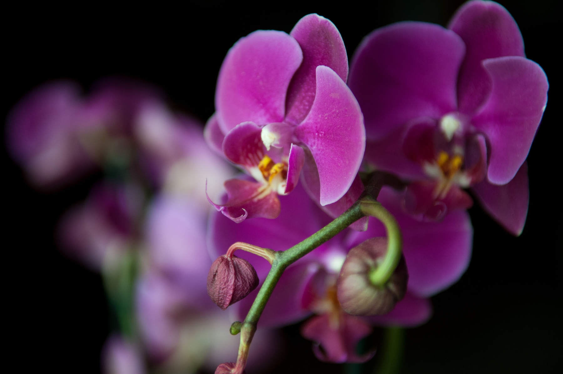 orchid цветы, орхидея, сиреневый, розовый, нежность, природа