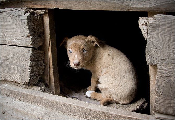 homeless puppy homeless щенок девочка голубые глаза
