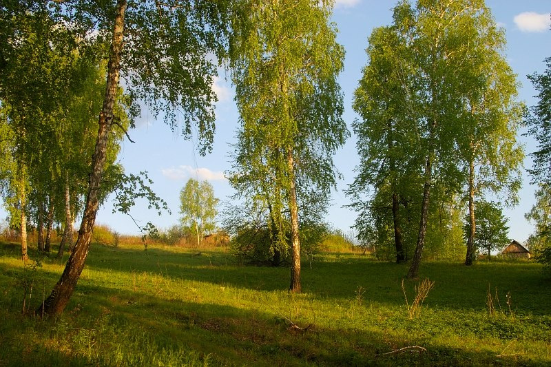 Вечером в лесу... лес велосипед вечер