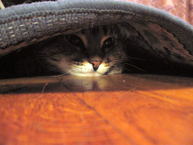 Where is my baby..? Here it is! кошка под ковром прятки