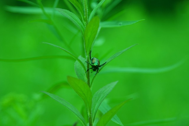 Bugs Life Bugs Life