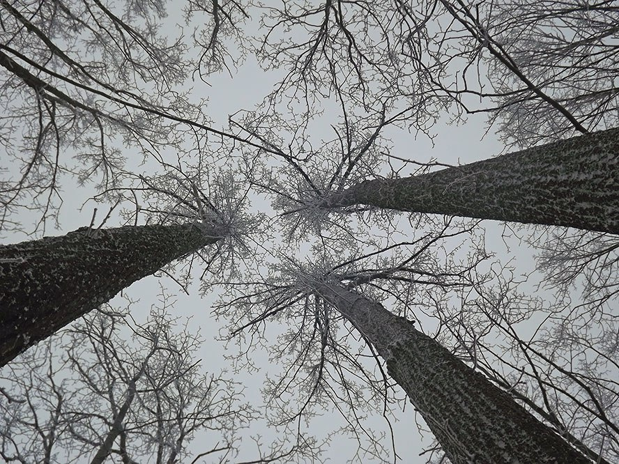 вверх деревья, иней, зима