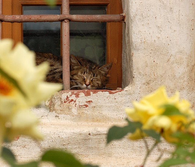 Июльский сон. Розы, кошка, сон, тепло.