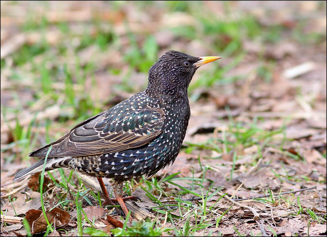 В траве сидел скворечик скворец Sturnus vulgaris птица