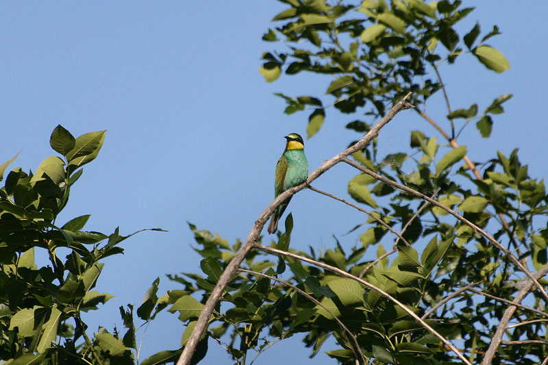 Green bird Щурка птица