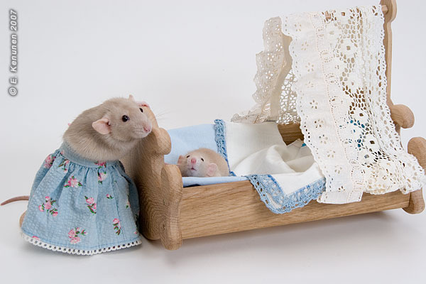 Сказка о глупом мышонке. Крыса крысенок rat