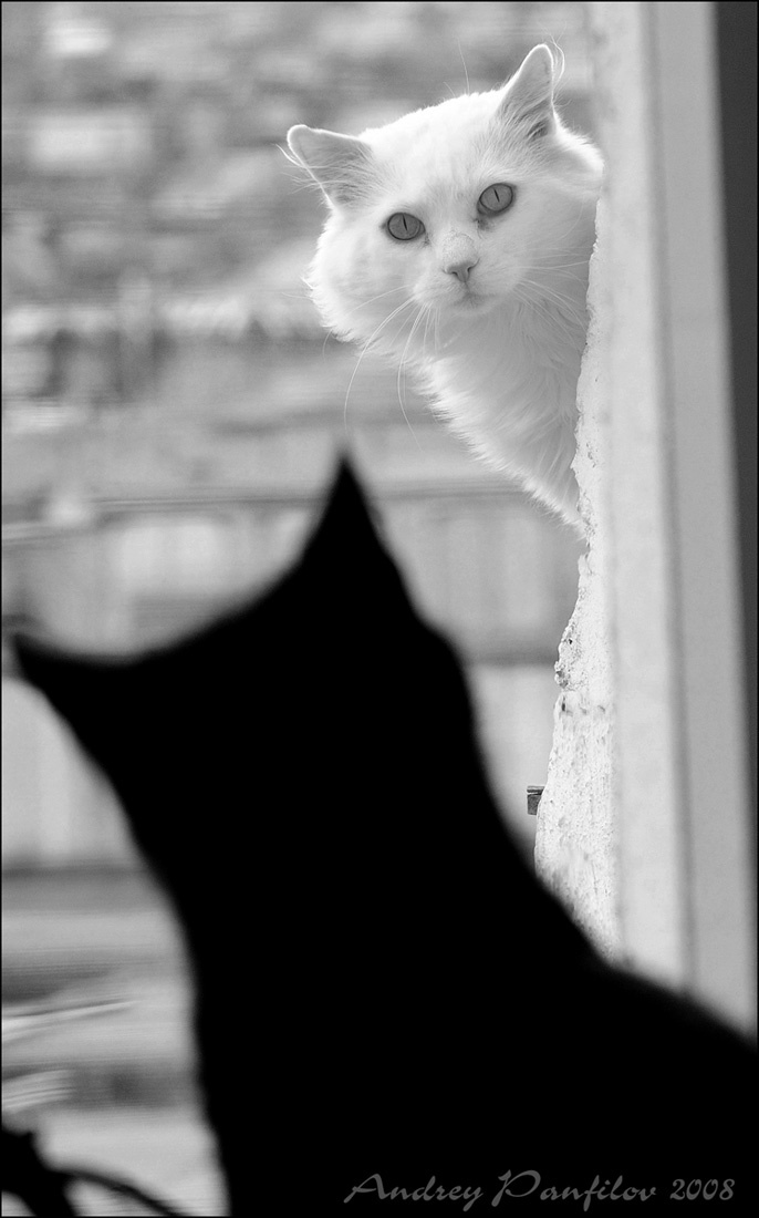 инь да янь кот, кошка, кошки