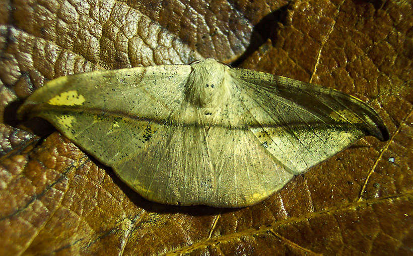 smile пяденица Мексика Geometridae Oxydia
