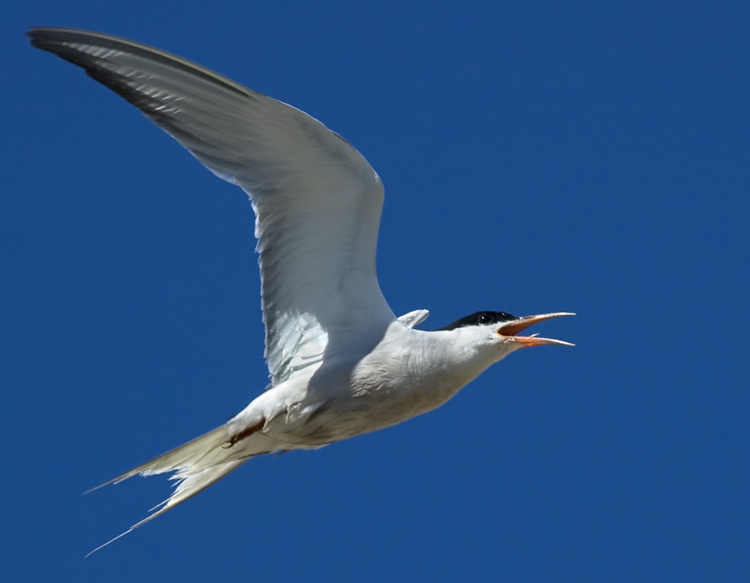 Орущая Речная крачка, Common Tern, Sterna hirundo