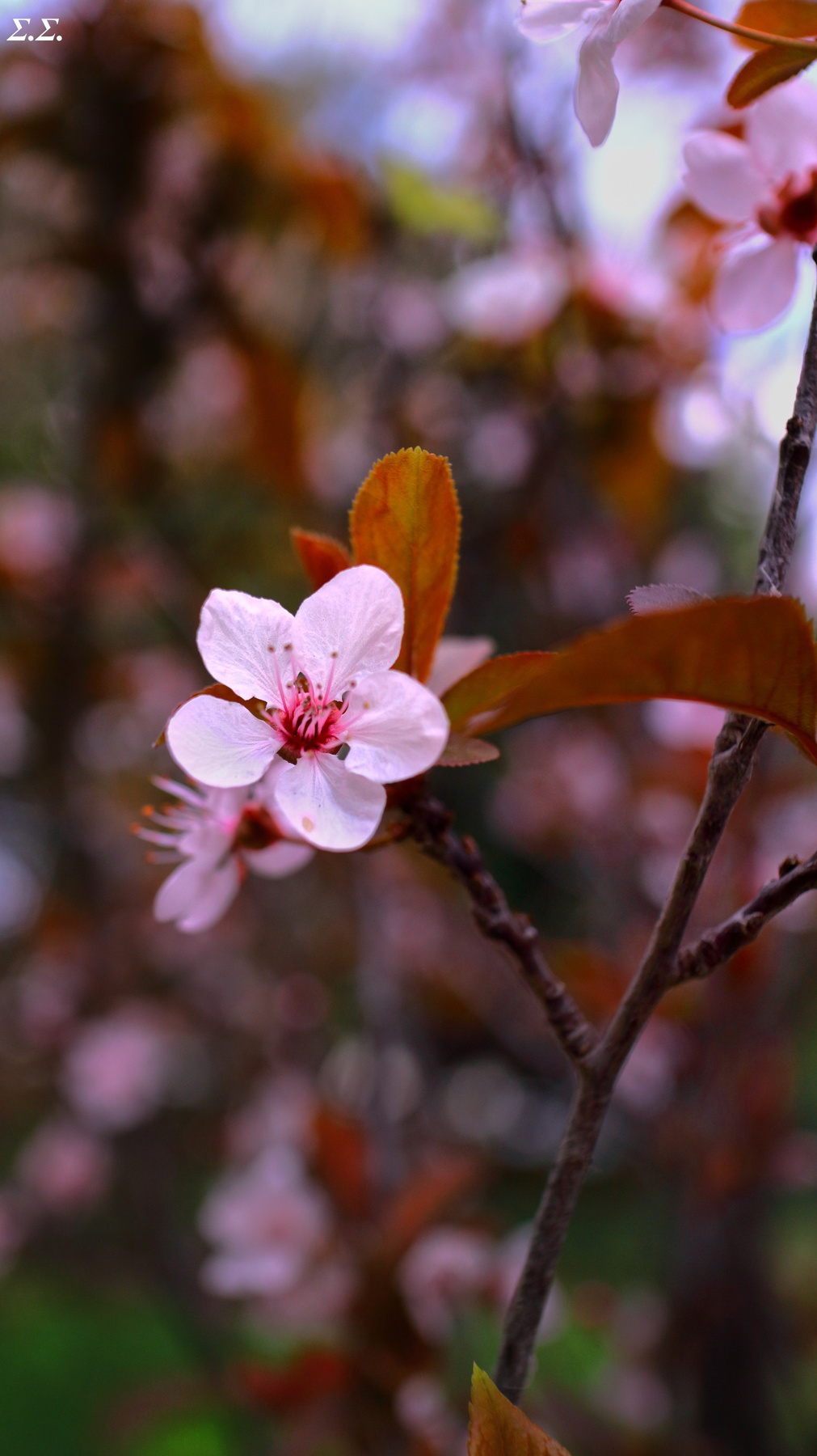 SPRING 
