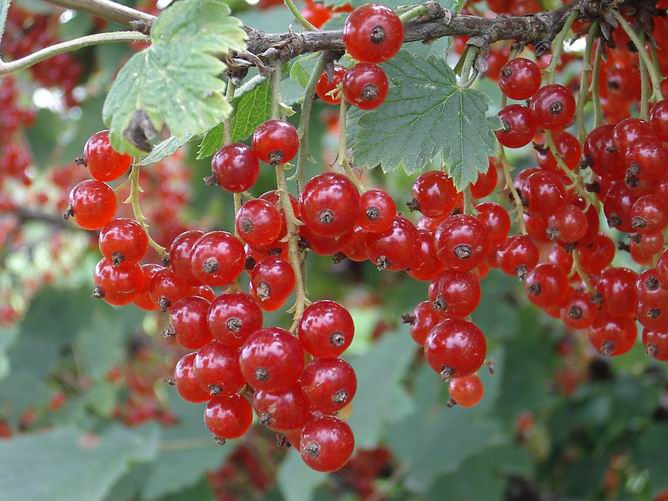 Ягоды куст красной смороды