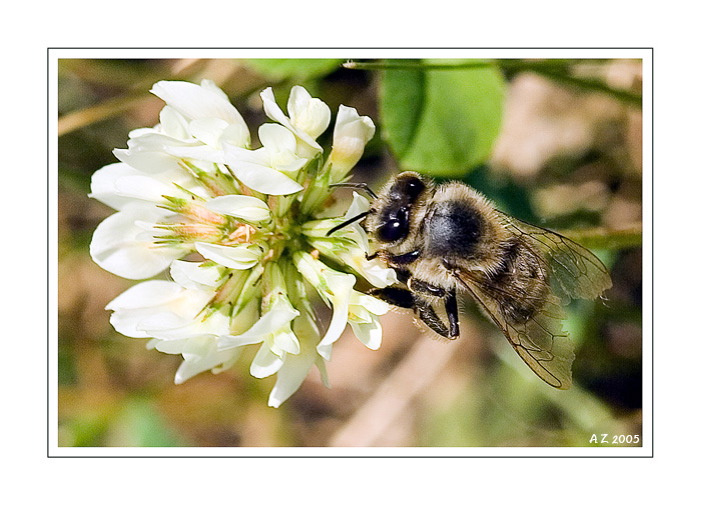 ...bee... 